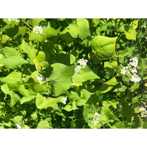 50g Pollinator Mix Seeds, ground cover - Picture 2 of 3